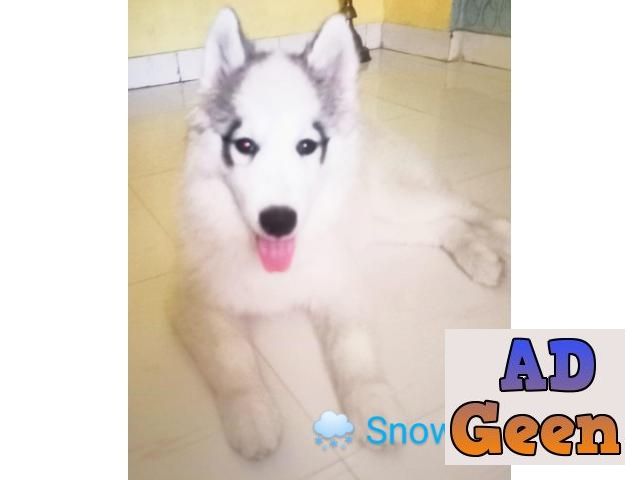used Super cute Siberian Husky Snow for sale. for sale 